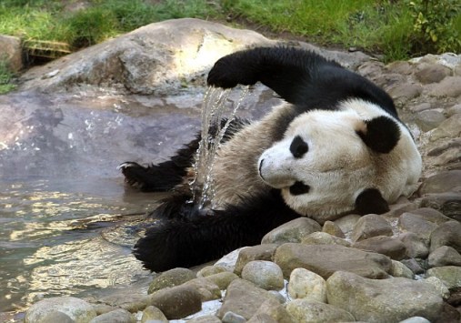 Tian Tian the panda at Edinburgh Zoo