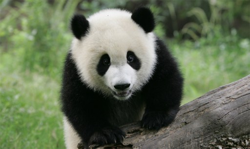 giant_panda