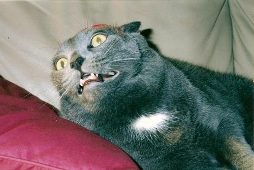 scared_cat_face-12308